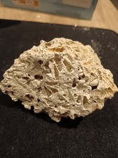 ? Calcaire à fossiles – Roche sédimentaire naturelle 264 g | Fragment foss.