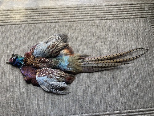 Rooster ringneck pheasant - ringneck,