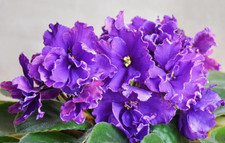 Violette africaine. Saintpaulia variété « Typhoon ». Jeune plant en pot.