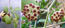Hoya kerii