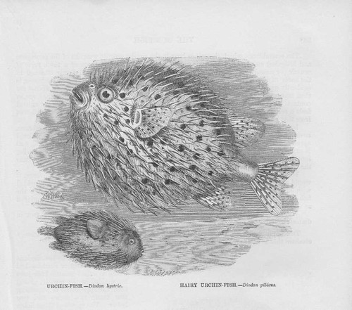 Igelfisch diodon hystrix - diodon,