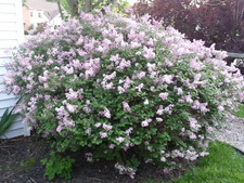 Dwarf Korean Lilac "Syringa