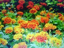 100 Graines de fleurs