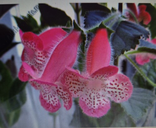 Kohleria lima - kohleria, lima"
