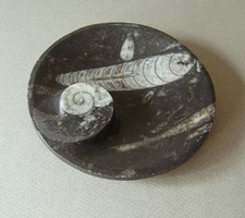 cendrier vide poche Pierre désert ERFOURD Fossiles GONIATITE ORTHOCERAS