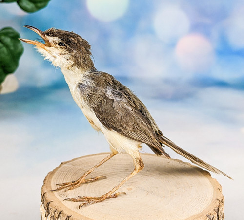 Wren warbler taxidermy prinia - wren,