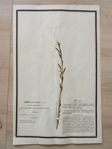 Ancien herbier botanique - ancien,