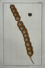 SILIQUE HARICOT GUADELOUPE Plante GRAVURE Buchoz BOTANIQUE XVIII°