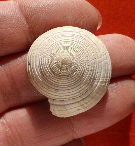 Gastéropode fossile miocène - gastÉropode,
