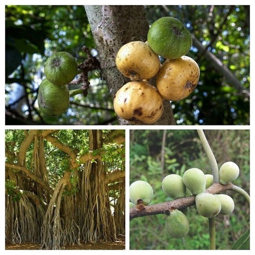 Pack fig variétés - variétés,