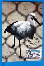 LES CIGOGNES D ALSACE   FRANCE CPA Carte Postale Maximum  Yt 1755 C 
