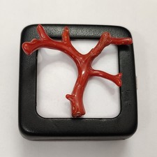 Ancienne branche de corail