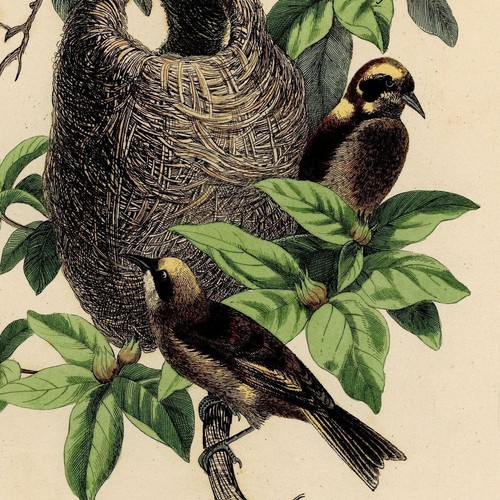 Histoire naturelle oiseau - naturelle,