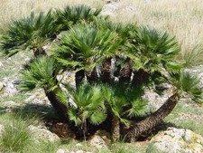 2 Graines Palmier (Chamaerops Humilis)