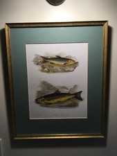 Framed and Matted Brown Trout