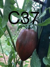 graine / seed tomate taille grosse variété "COEUR DE BOEUF BLACK OXHEART"