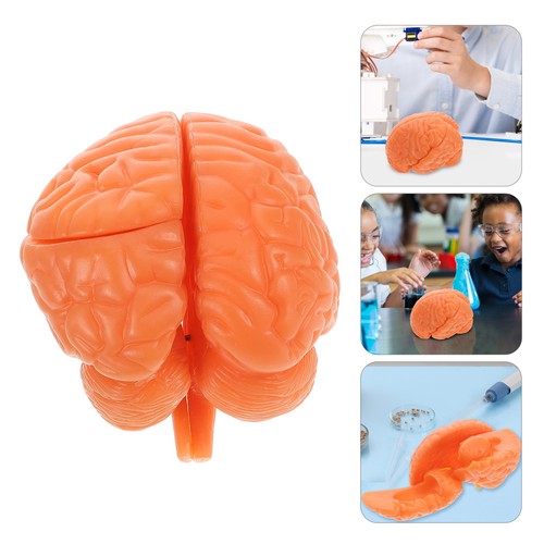 Modèle anatomique cerveau - anatomique,