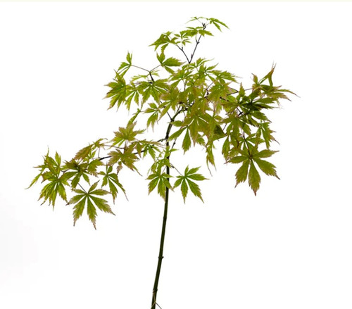Acer palmatum polymorphum - , cv
