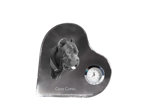 Cane corso chien - chien,