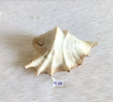 Coquillage Conch Unique En