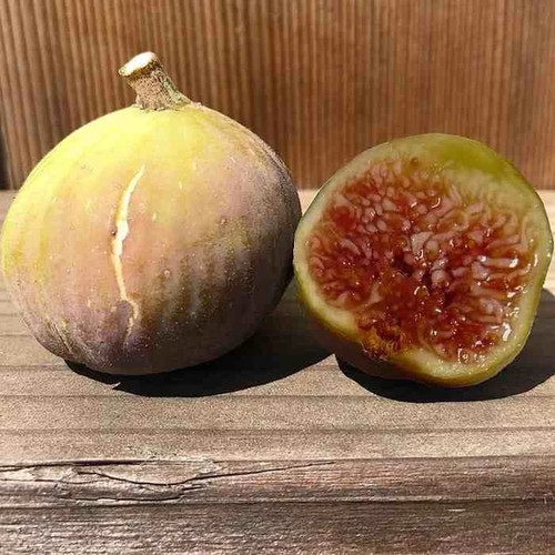 Ficus carica grise saint - carica, 'grise