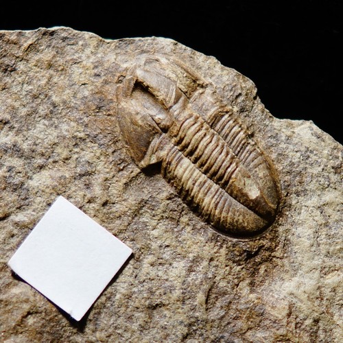 Rare magnifique fossile - rare,