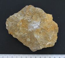 Ammonite Pleuroceras Domérien