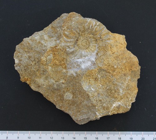 Ammonite pleuroceras domérien - ammonite,
