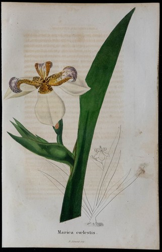1843 iris céleste - -, gravure