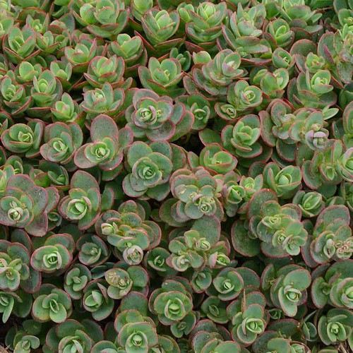 Sedum sunsparkler lime - sedum, sunsparkler®