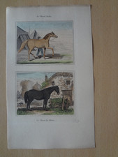 Gravure animal : cheval arabe