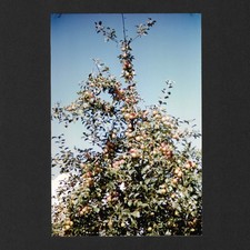 Arbre fruitier nature - Photo