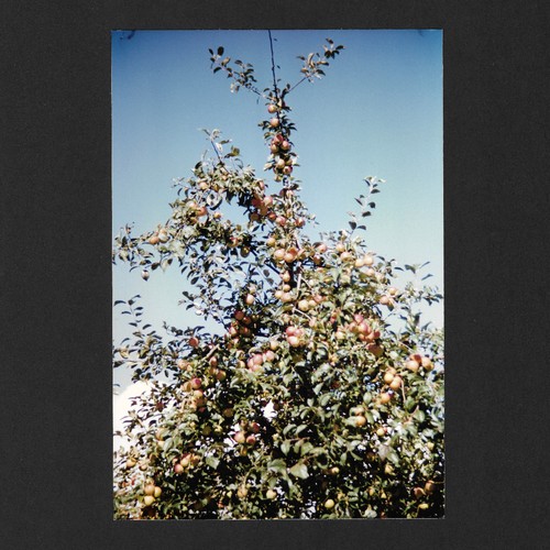 Nature fruit tree - nature,