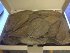 Lot de 100 10-20cm - Feuilles