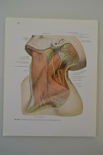 Planche anatomie humaine - planche,
