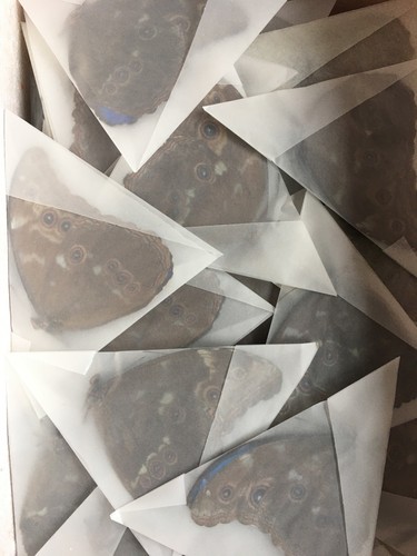 10x morpho didius - morpho,