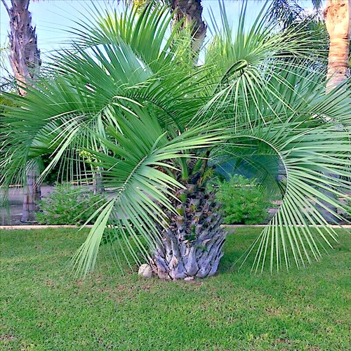 Jelly pindo palm - jelly,