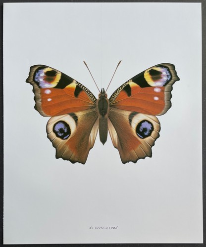 Entomologie inachis - inachis, io