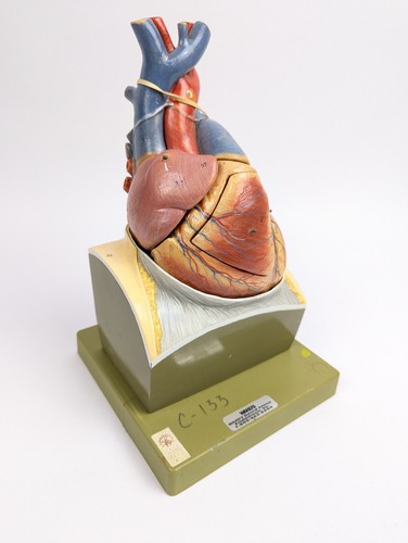 Vtg somso heart model rare - somso,