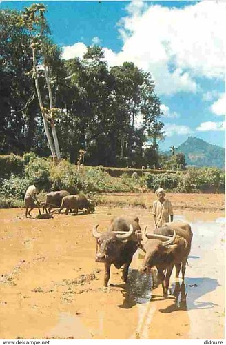 Carte postale animaux - carte,