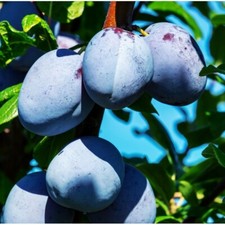 Prunier quetsche d'Alsace /15 graines noyaux / Semis arbre fruitier bonsai seed