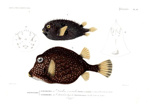 Diodon gymnodontes ostracion - diodon,