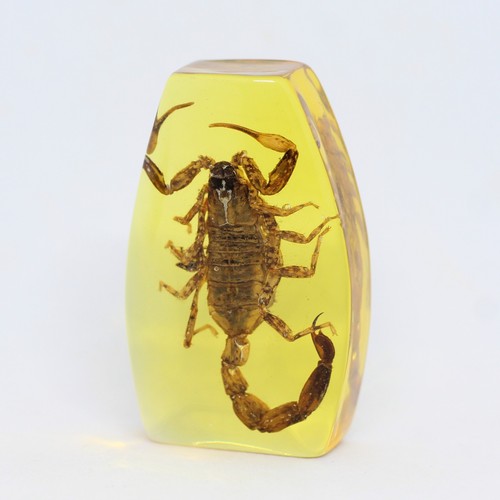 Scorpion sous résine - , –