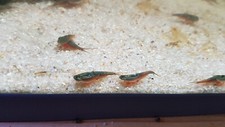 Triops Australiensis écrevisses primitives vertes avec environ 50 œufs avec n...