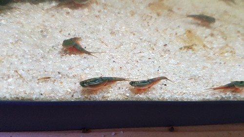 Triops australiensis - triops,