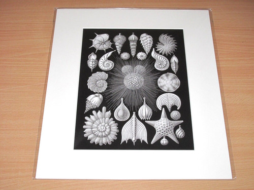 Lumas photo image - lumas,