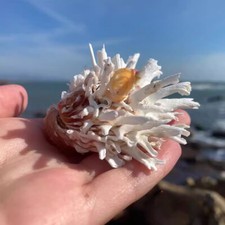 1 X Coquillage De Palourde