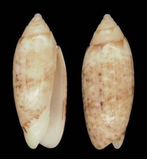 Coquillage de collection : Oliva semmelinki Rare (22,5 mm - Gem)