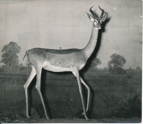 Taxidermie 1950 photo - taxidermie,