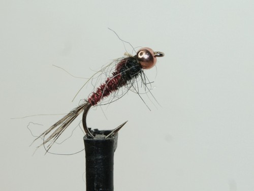 Nymphes faisan tail - nymphes, rouge